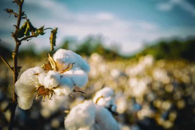 Cotton Holding Higher at Monday’s Midday